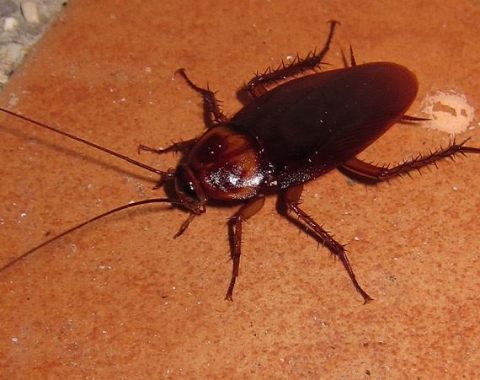 Cockroach-American