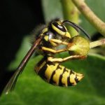 Bees-Yellow Jackets