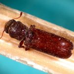 Beetles-Powderpost