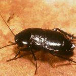 Cockroach-Oriental