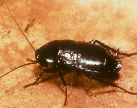 Cockroach-Oriental