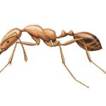 Ants-Pharoah