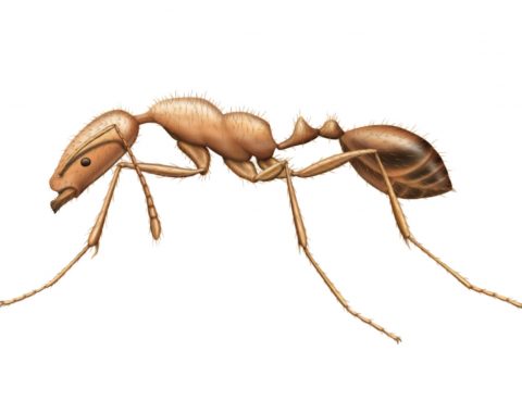 Ants-Pharoah