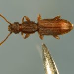 Beetles-Saw Toothed Grain