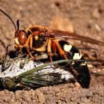 Wasps-Cicada Killer