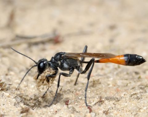 Wasps-Digger