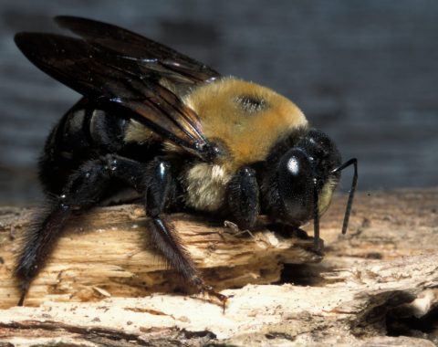 Bees-Carpenter