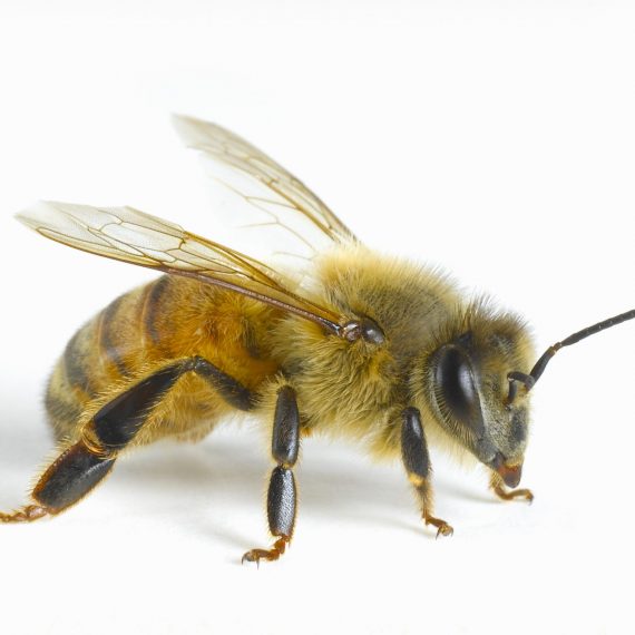 Bees-Honey